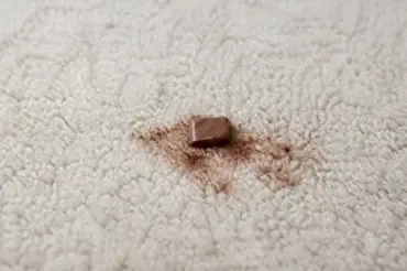 How to Clean Chocolate From Carpet: Fresh and Dried Stains